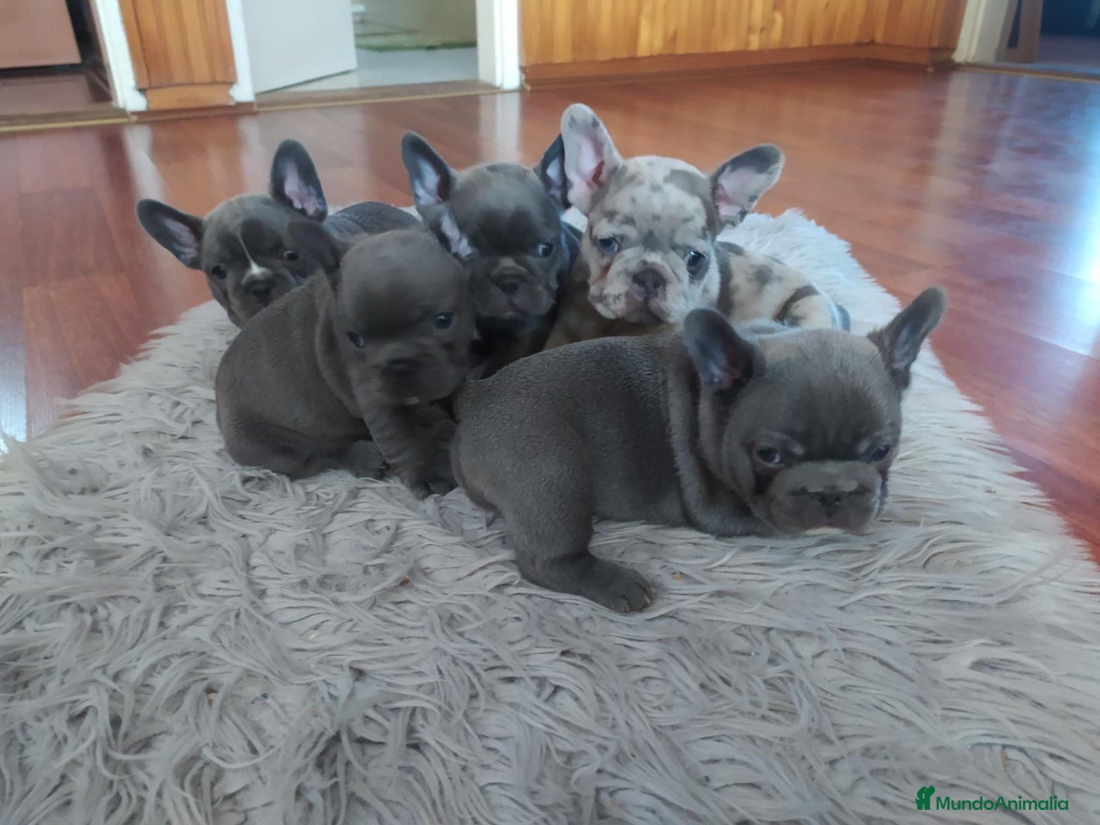 Bulldog Francés perros ‼️‼️BULLDOG FRANCES EXÓTICOS - Anuncio 4