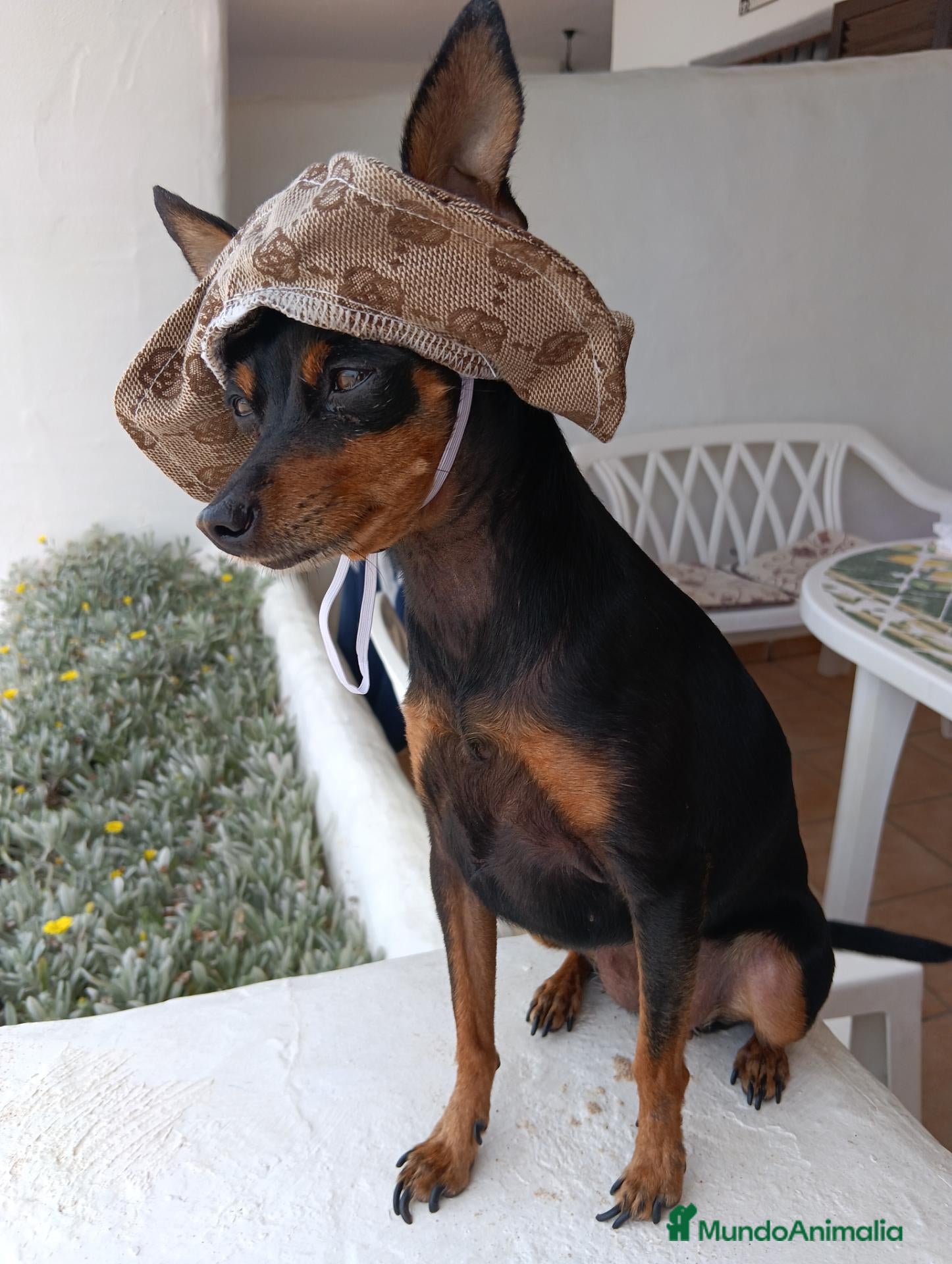 Ratón de Praga perros Ratón de Praga - Anuncio 1