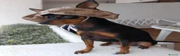 Ratón de Praga perros en venta: Ratón de Praga - Anuncio 1
