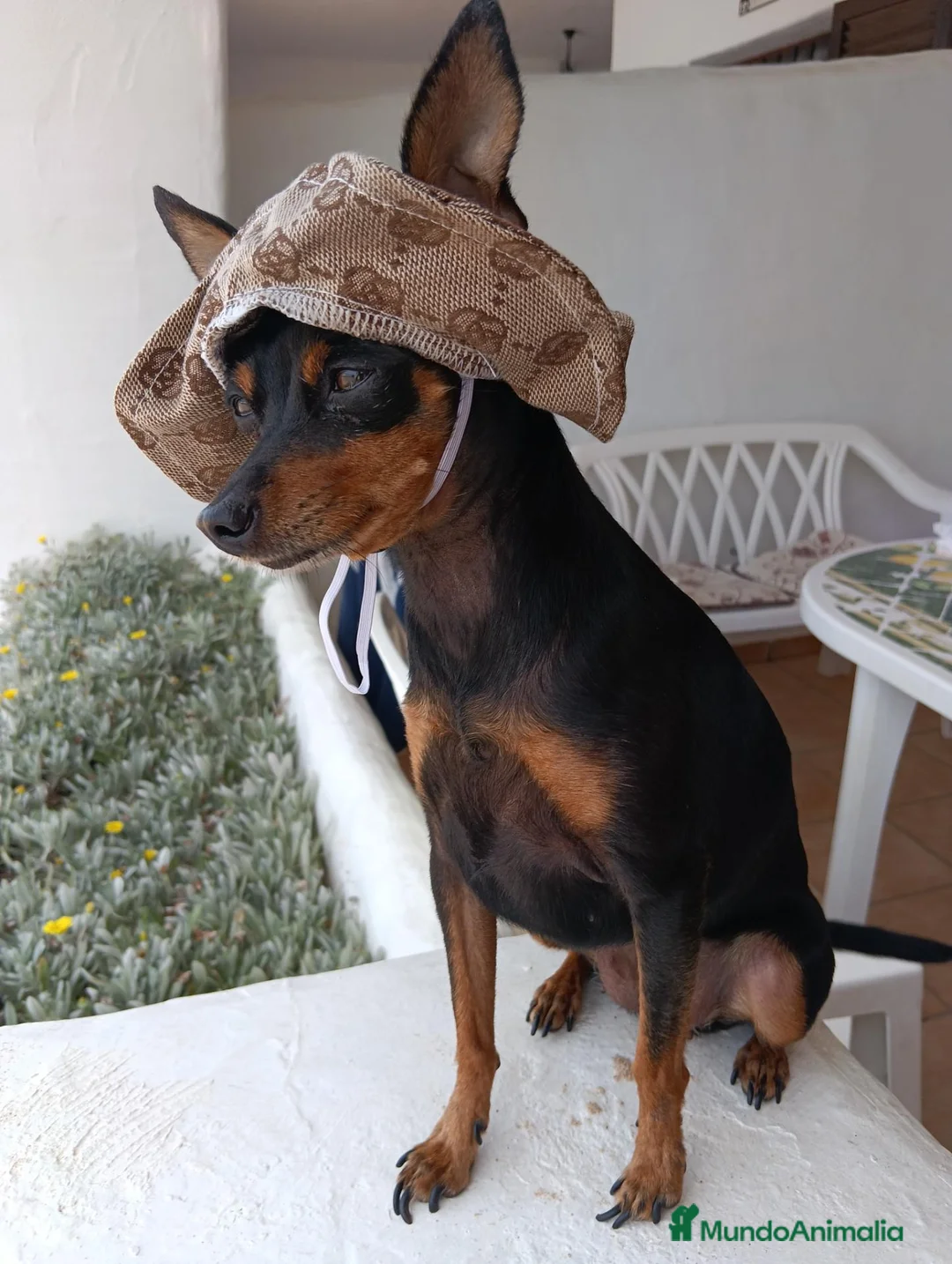 Ratón de Praga perros en venta: Ratón de Praga - Anuncio 1