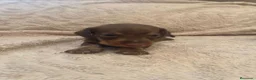 Teckel perros en venta: Teckel de máxima calidad  - Anuncio 6