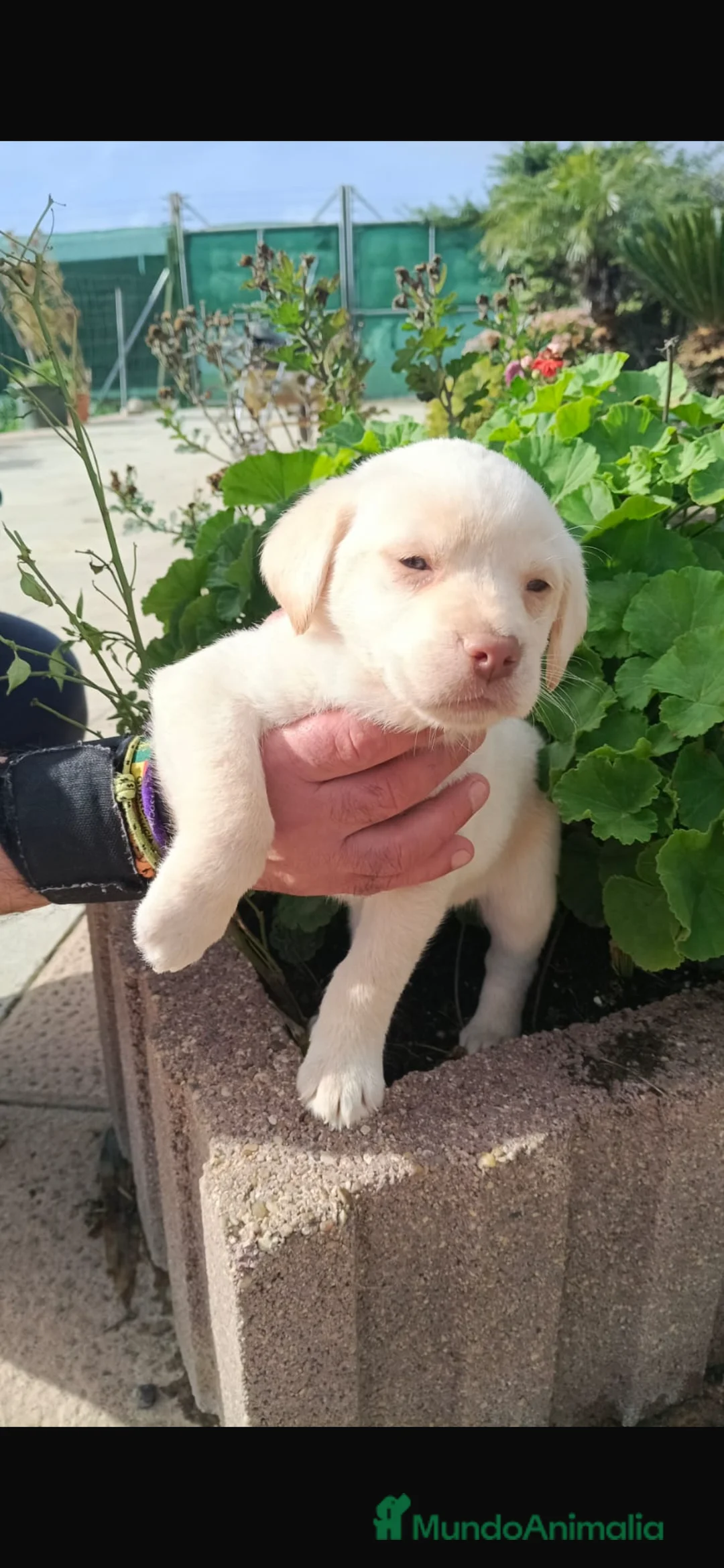 Labrador Retriever perros en venta: Labrador retriever hembra  - Anuncio 3