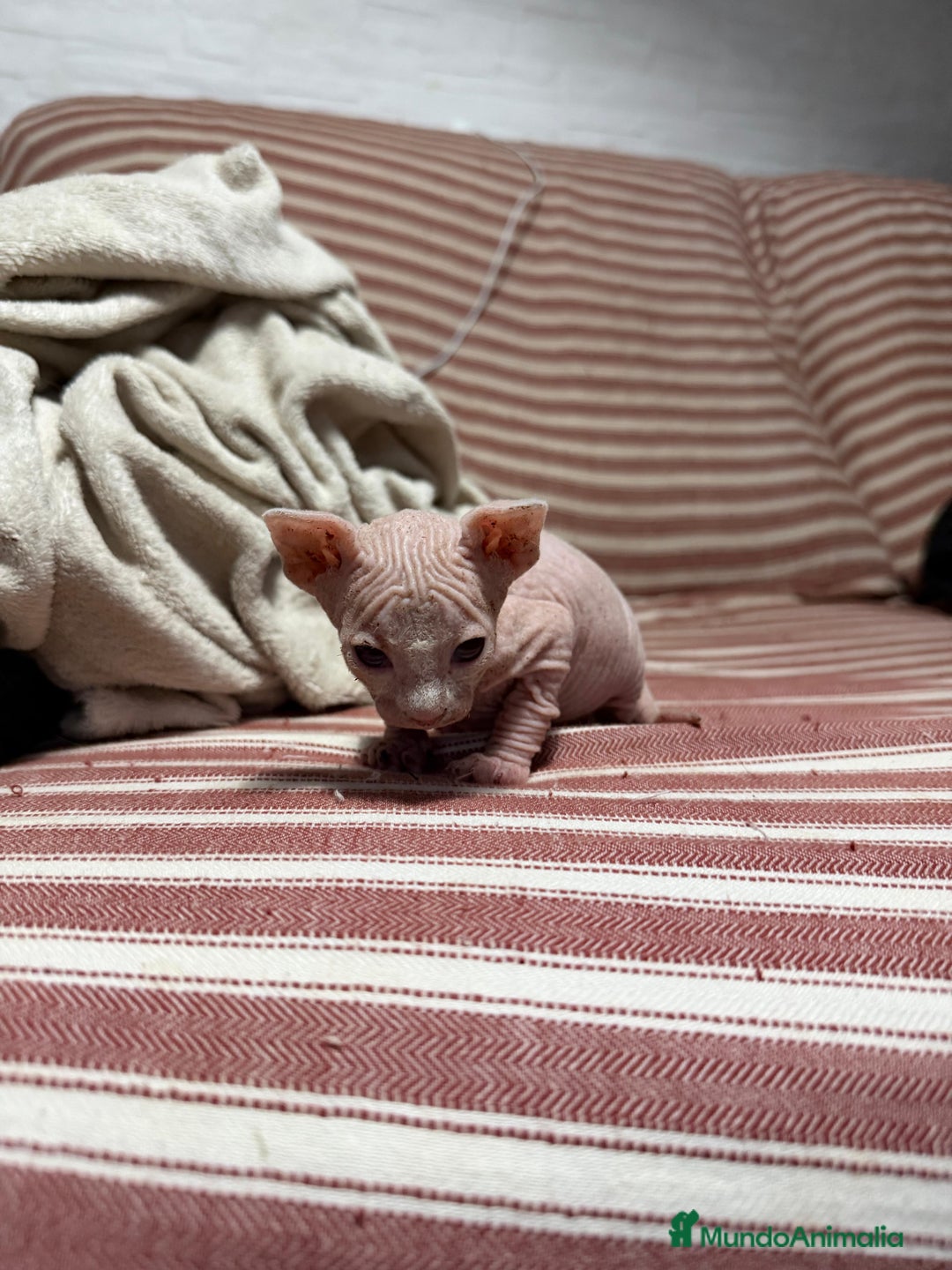 Sphynx gatos en venta: Camada Sphynx enero - Anuncio 4