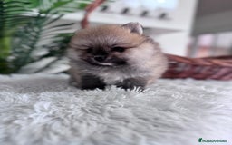 Pomerania perros en venta: POMERANIA MACHO - Imagen 2