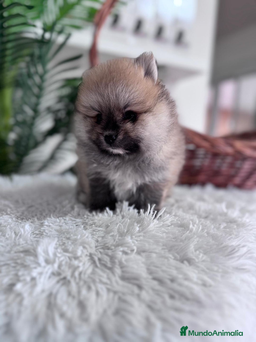 Pomerania perros en venta: POMERANIA MACHO - Imagen 2