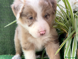 Border Collie perros en Torremolinos - Anuncio 31