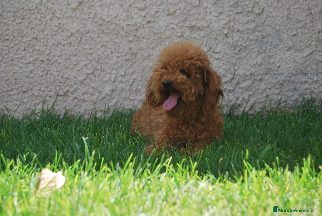 Caniche Toy perros en venta: Cachorros de Caniche toy / enano en Madrid - Anuncio 3