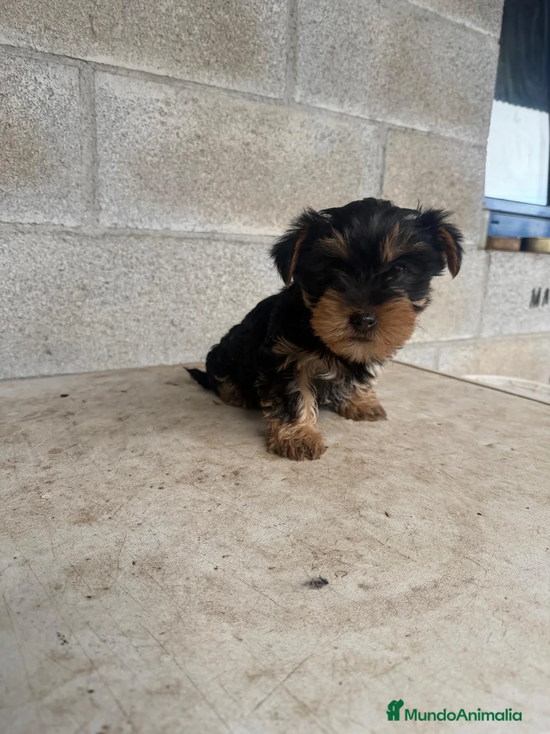 Yorkshire Terrier perros en venta: Yorkshire terrier macho cachorro - Anuncio 4