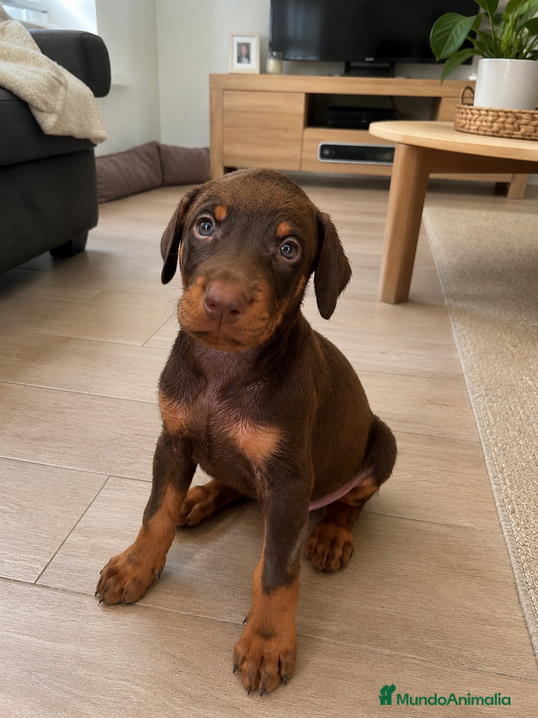 Dobermann perros Cachorros doberman chocolate - Anuncio 1