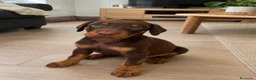 Dobermann perros en venta: Cachorros doberman chocolate - Anuncio 1