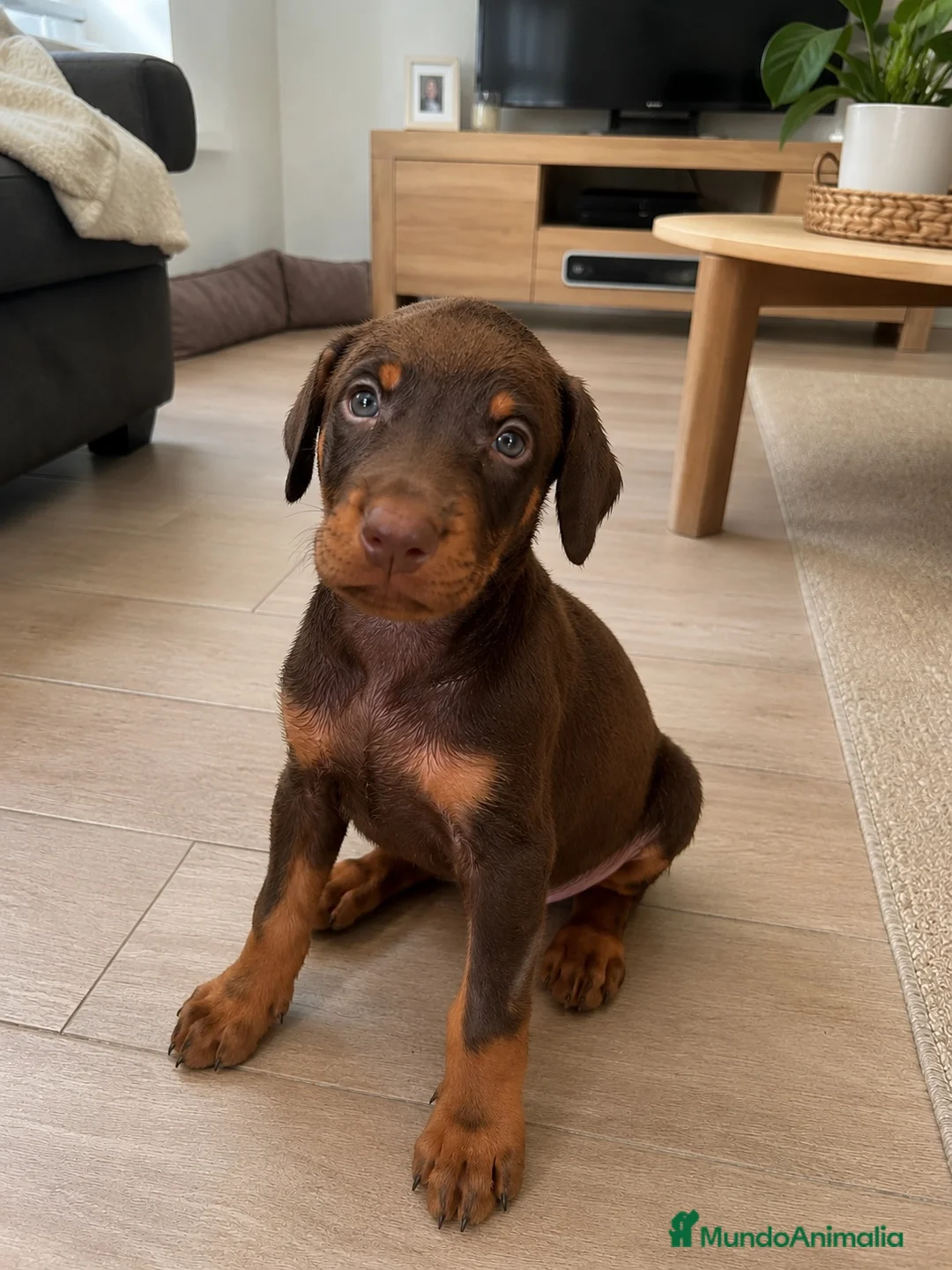 Dobermann perros en venta: Cachorros doberman chocolate - Anuncio 1