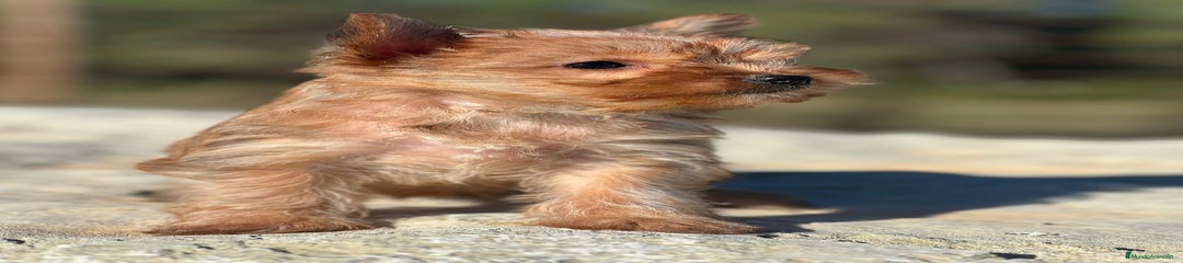 Yorkshire Terrier Cachorro 2