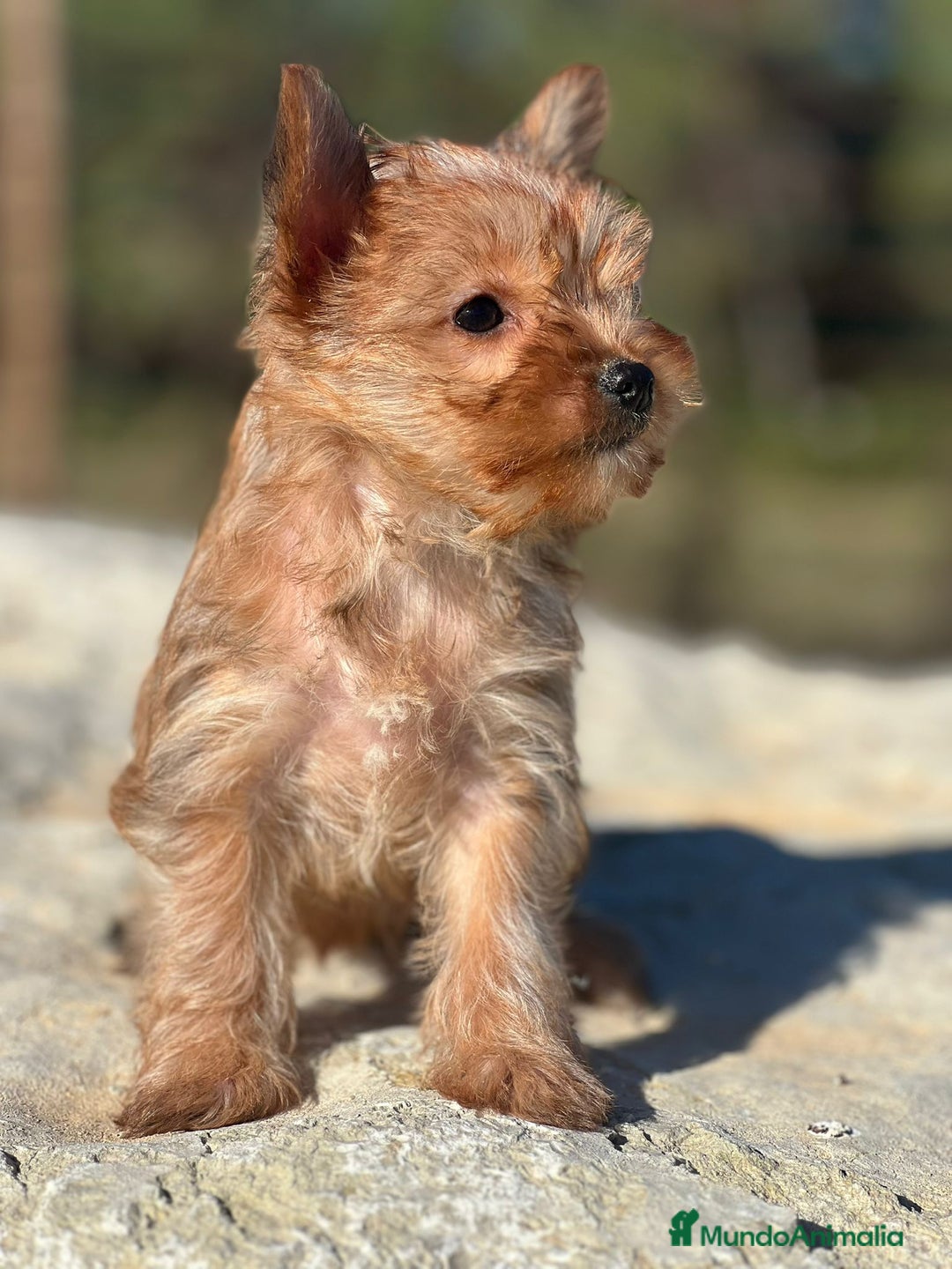 Yorkshire Terrier perros en venta: yorkshire rubia - Imagen 4