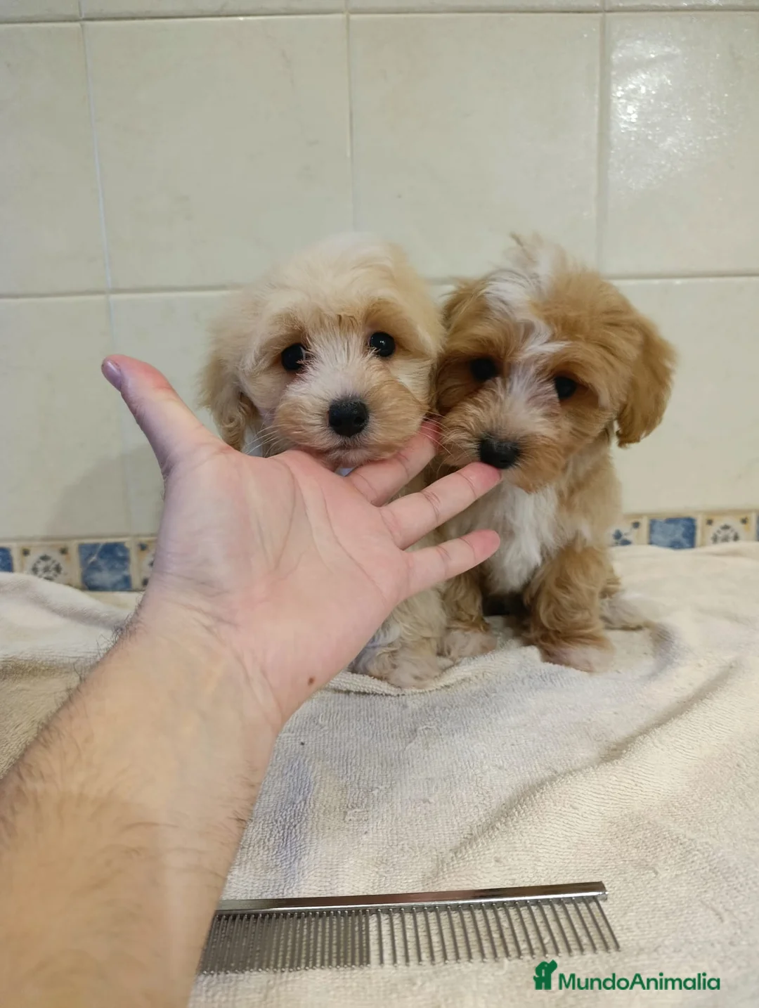 Maltipom perros en venta: Maltipoo toy  - Anuncio 2