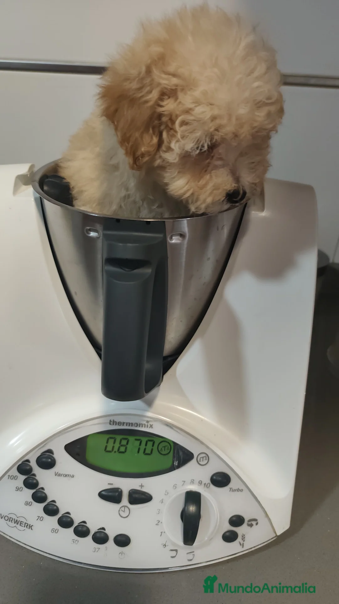 Caniche Toy perros en venta: Preciosos caniches  - Anuncio 9