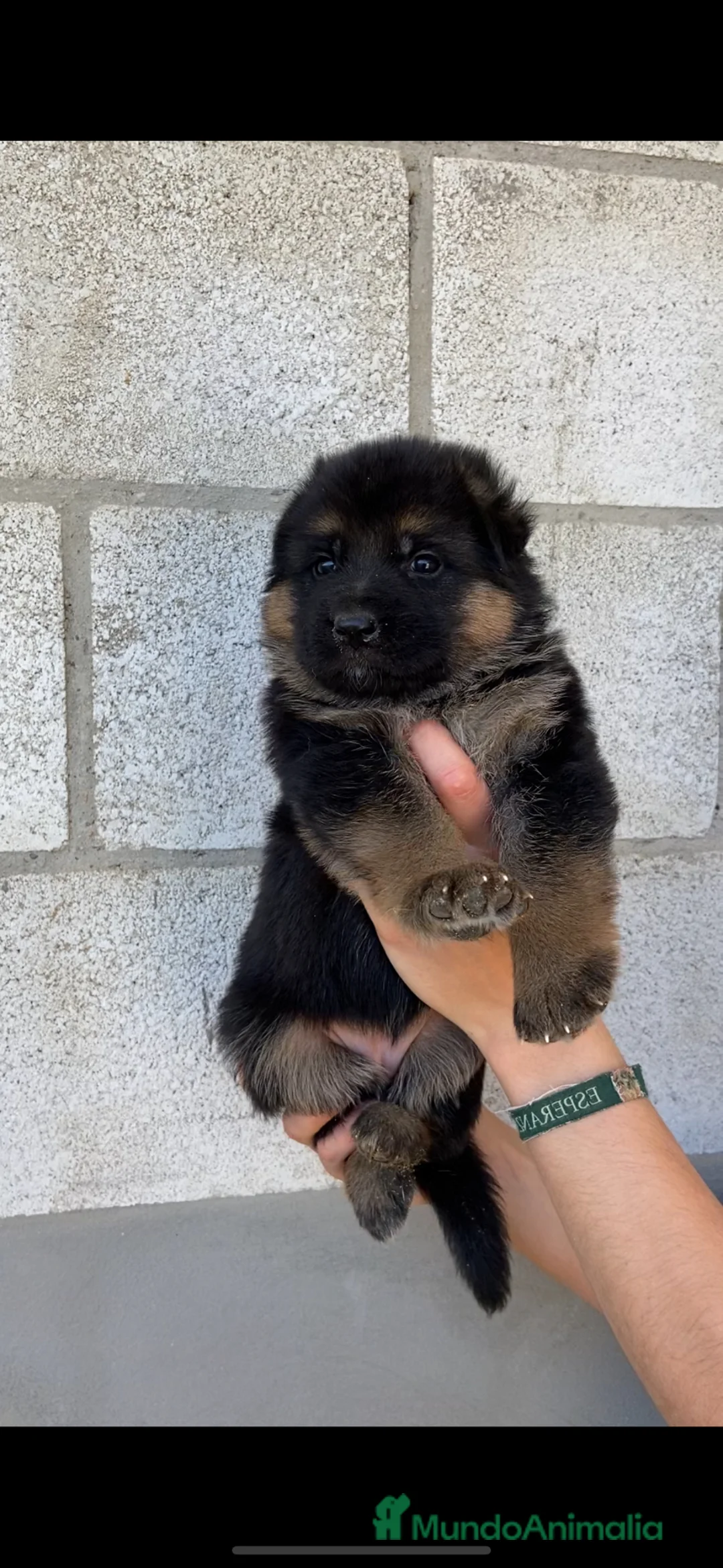 Pastor Alemán perros en venta: CACHORROS DE PASTOR ALEMAN - Anuncio 2
