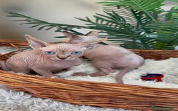 Sphynx gatos en venta: GATITAS SPHYNX - Anuncio 21