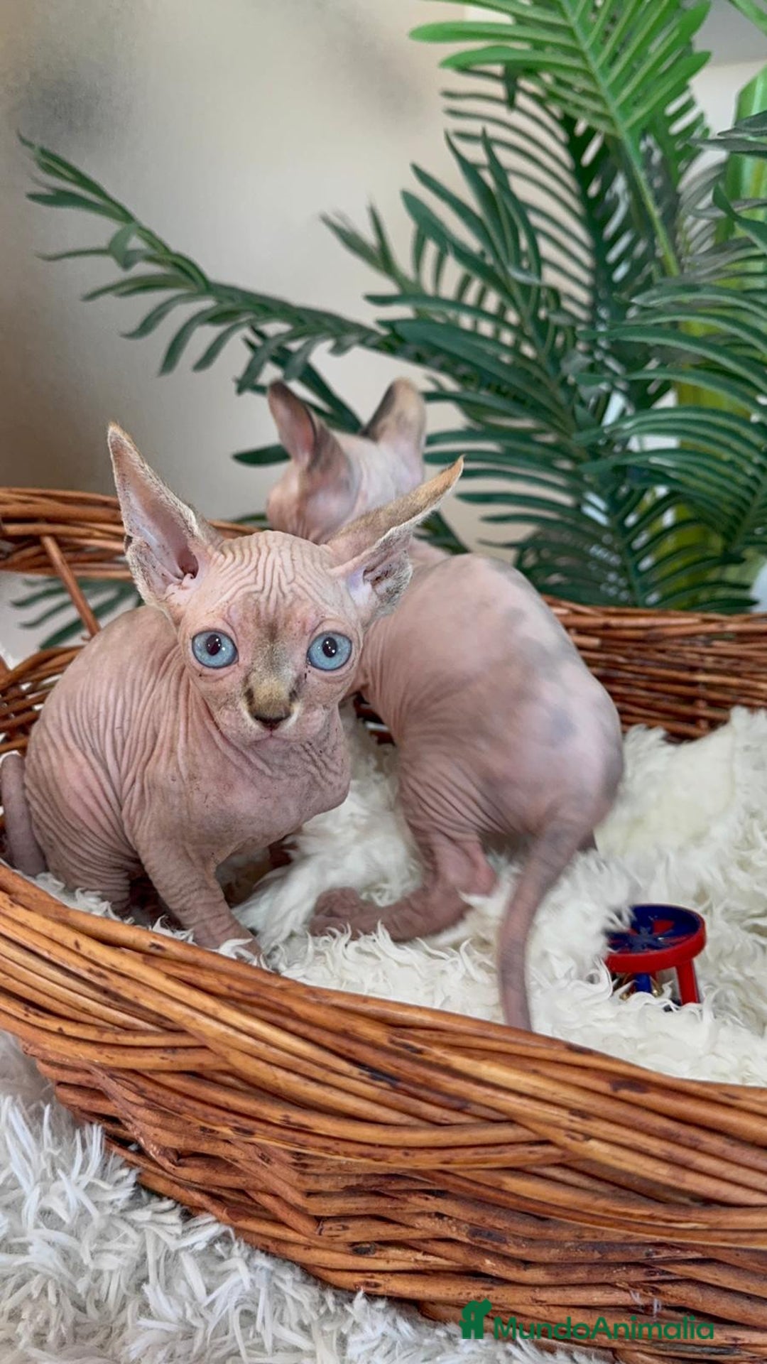 Sphynx gatos en venta: GATITAS SPHYNX - Anuncio 21