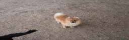 Pomerania perros en venta: Machito Pomerania tipo Teddy - Anuncio 2