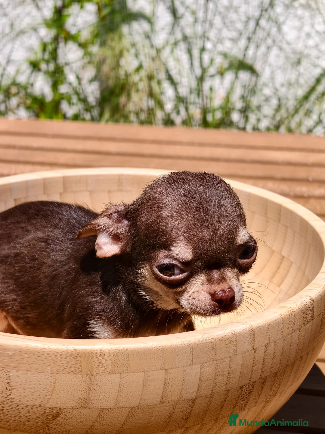 Chihuahua perros en venta: Chihuahua Toy macho bicolor  - Anuncio 6