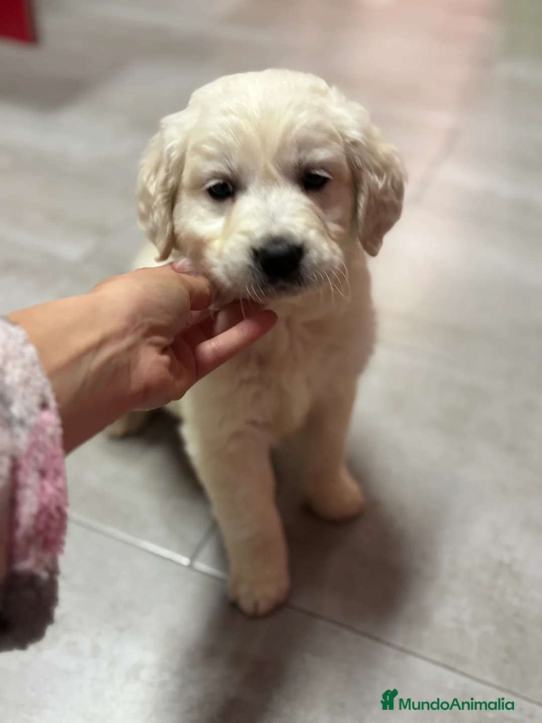 Golden Retriever perros en venta: Último macho disponible!! en Alicante - Anuncio 1