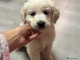 Golden Retriever perros Último macho disponible!! - Anuncio 3