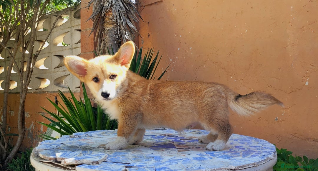 Welsh Corgi Pembroke perros en venta: Cachorros Welsh Corgi Pembroke! - Imagen 3