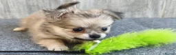Chihuahua perros en venta: CHIHUAHUA HEMBRA PELO LARGO - Anuncio 1