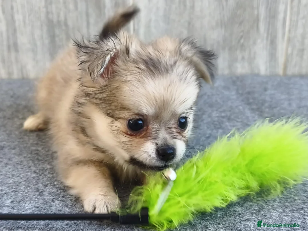 Chihuahua perros en venta: CHIHUAHUA HEMBRA PELO LARGO - Anuncio 1