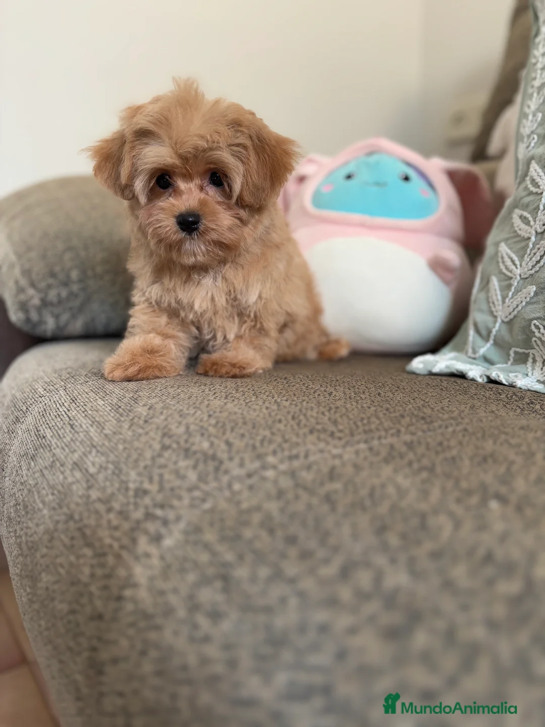 Maltipoo perros en venta: Maltipoo un verdadero encanto!!! - Anuncio 8
