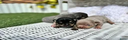 Chihuahua perros en venta: CHIHUAHUA  - Anuncio 8