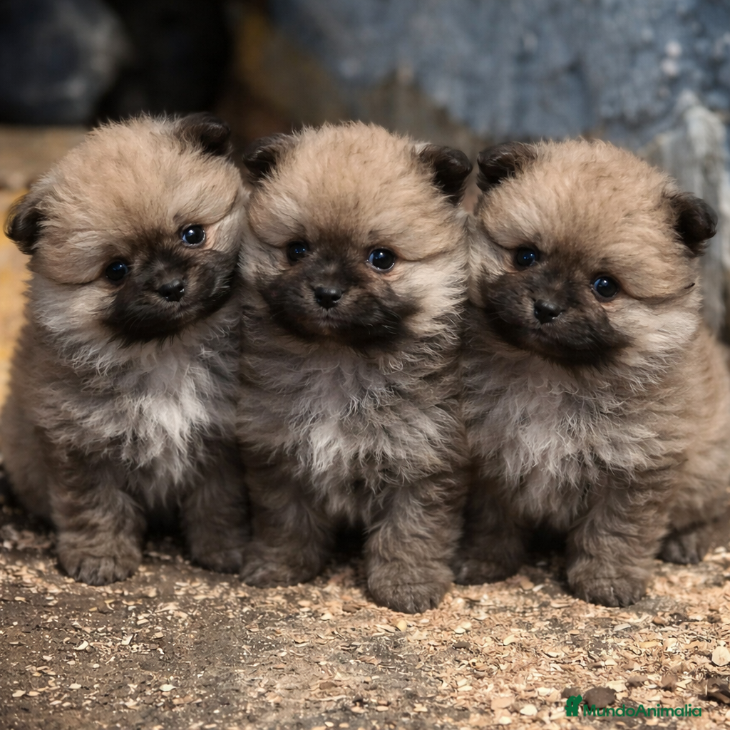 Pomerania perros Pomeranias mini peluches - Anuncio 2