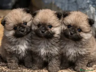 Pomerania perros Pomeranias mini peluches - Anuncio 2