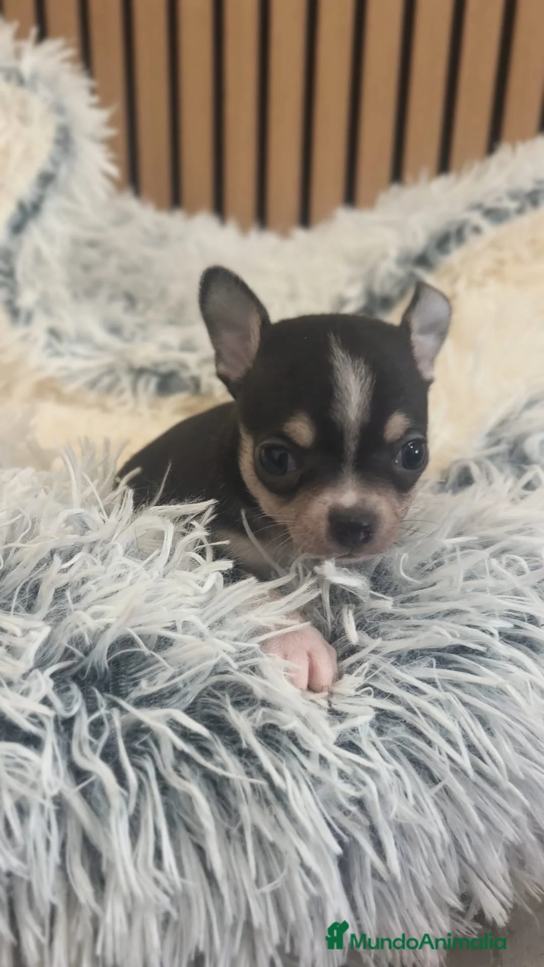 Chihuahua perros en venta: Chihuahua Toy  - Anuncio 1