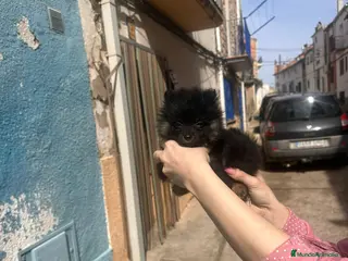 Pomerania perros Pomerania toy - Anuncio 31