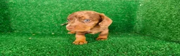 Teckel Miniatura perros en venta: Teckel miniatura  - Anuncio 19