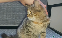 Británico de Pelo Corto gatos en venta: Gatita british shorthair (britanica pelo corto) - Imagen 4