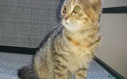 Británico de Pelo Corto gatos en venta: Gatita british shorthair (britanica pelo corto) - Imagen 1