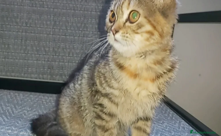 Británico de Pelo Corto gatos - Anuncio 1