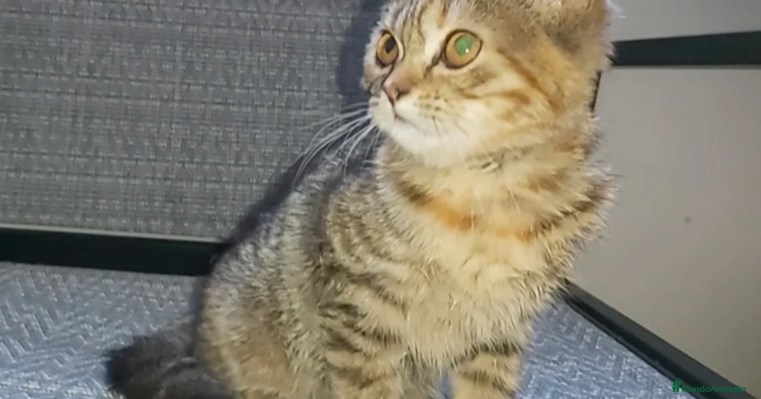 Británico de Pelo Corto gatos en venta: Gatita british shorthair (britanica pelo corto) - Imagen 1