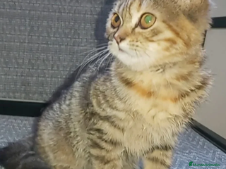 Británico de Pelo Corto gatos - Anuncio 5