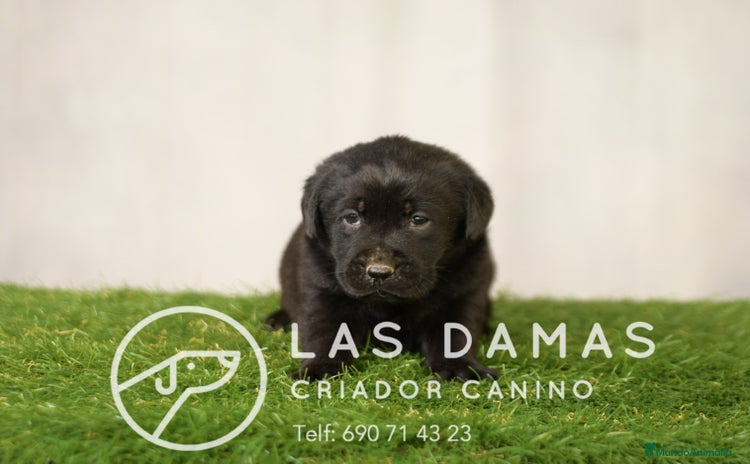 Labrador Retriever perros - Propaganda 1