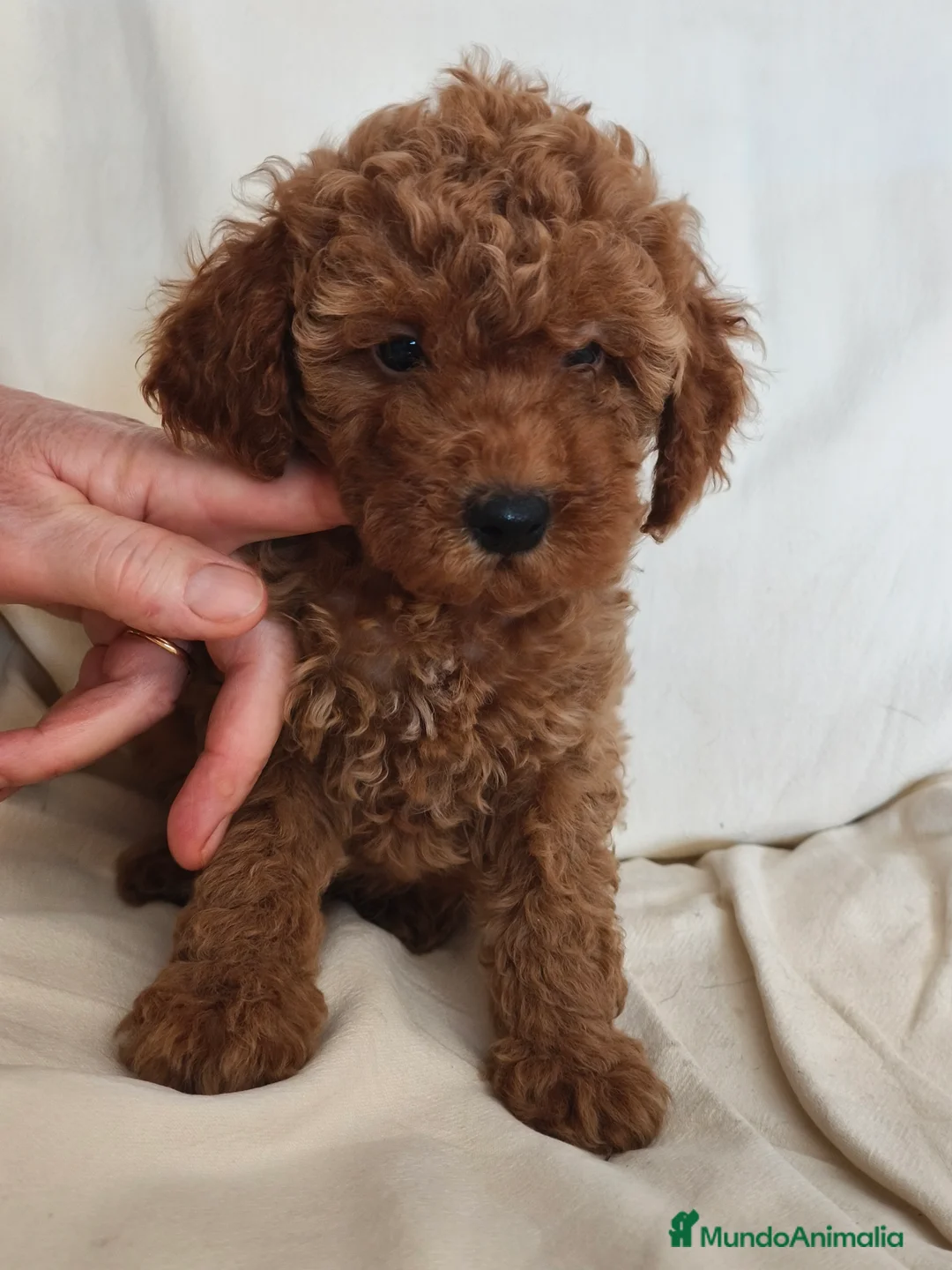 Caniche Toy perros en venta: Cachorritos de caniche toy en Murcia - Anuncio 4