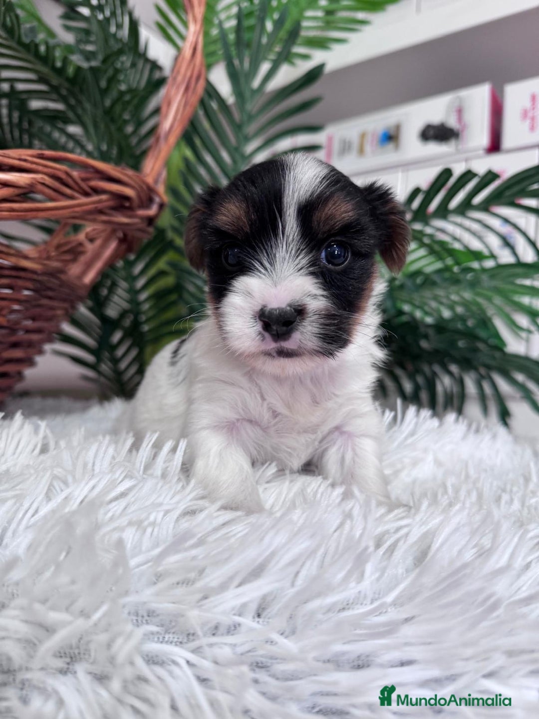 Yorkshire Terrier perros en venta: YORKSHIRE BIEWER - Anuncio 3