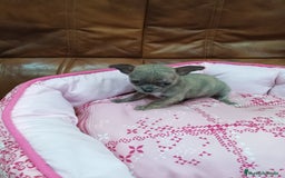 Chihuahua perros en venta: Chihuahua toy - Imagen 5