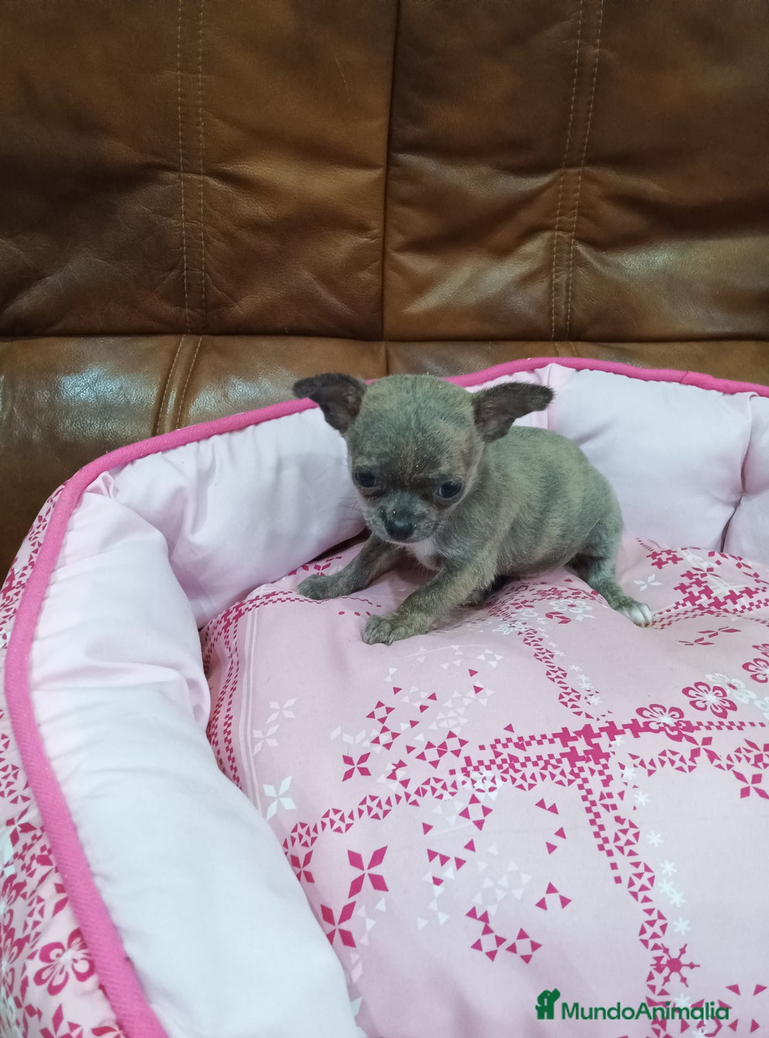 Chihuahua perros en venta: Chihuahua toy - Imagen 5