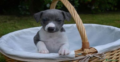 Whippet perros en Badajoz - Anuncio 16