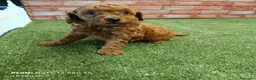 Caniche Toy perros en venta: Caniche toy Rojos y apricot - Anuncio 4