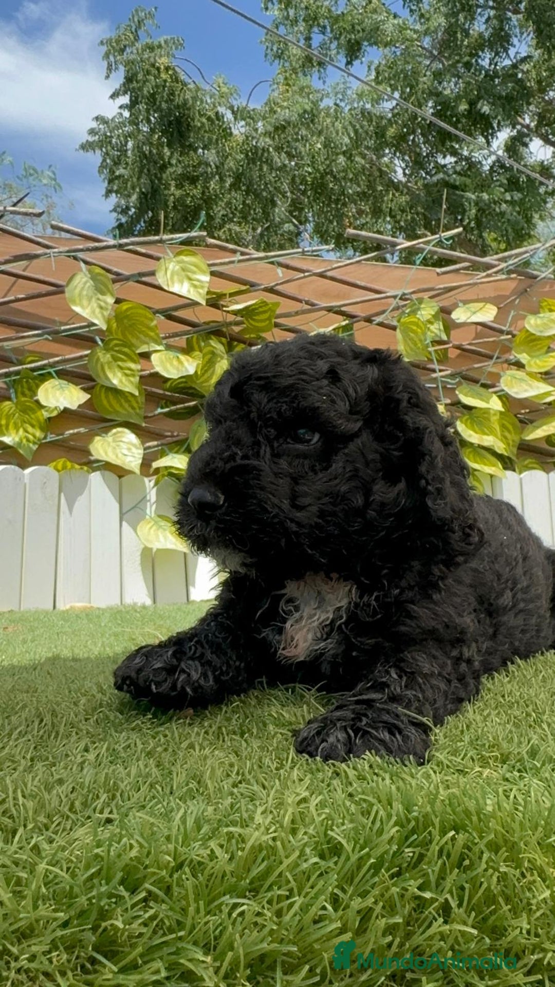 Perro de Agua Español perros en venta: PERRO DE AGUA ESPAÑOL - Imagen 9