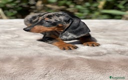 Teckel perros en venta: Teckel arlequin  - Imagen 1